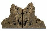 Sparkling Petrified Wood Bookends #344127-1